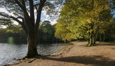 Zum Verkauf steht eine Insel von rund 103 Hektar vor dem Westufer des südlichen Loch Lomond