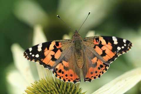 Distelfalter Schmetterling in Quarry Bank Mill, Cheshire