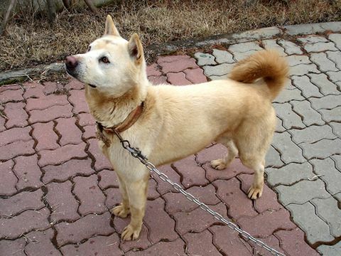 Jindo-Hund