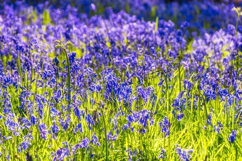 Glockenblumen blühen auf Wiese