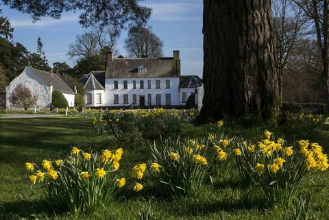 Narzissen bei Springhill National Trust © Bernie Brown