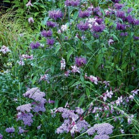 Bringen Sie Farbe in den Garten