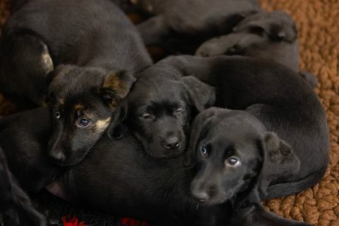 Blindenhunde Rekordwurf von 16 Welpen