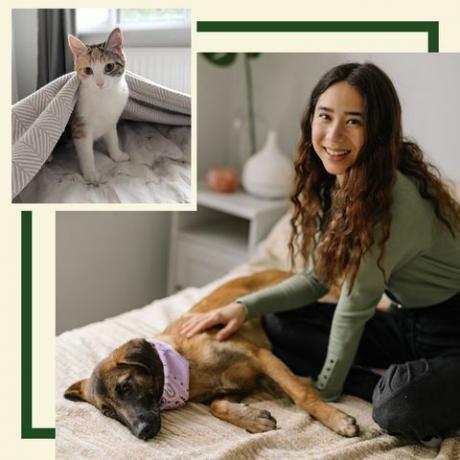 iams, delphine chui, nola, dillon, hund, katze