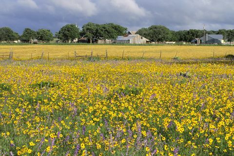 Wildblumen Bauernhof