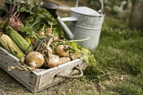 Supermärkte rationieren Gemüse, nachdem schlechtes Wetter Versorgungsmaterialien schlägt