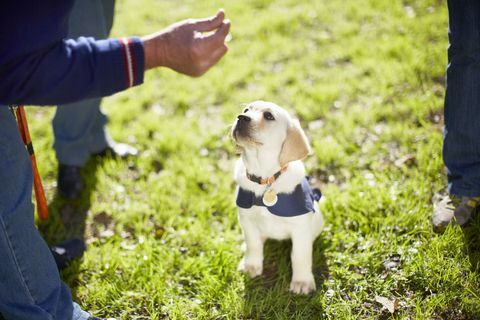 Welpe des goldenen Apportierhunds im Blindenhundetraining