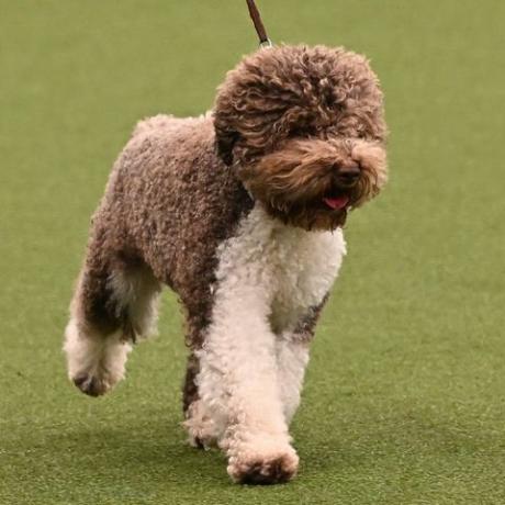 Gewinner der Best in Show, der Lagotto Romagnolo, Orca während der Best in Show-Veranstaltung am letzten Tag der Crufts-Hundeausstellung auf der Nationales Ausstellungszentrum in Birmingham, Mittelengland, am 12. März 2023, Foto von Oli Scarff AFP Foto von Oli Scarfafp via Getty Bilder