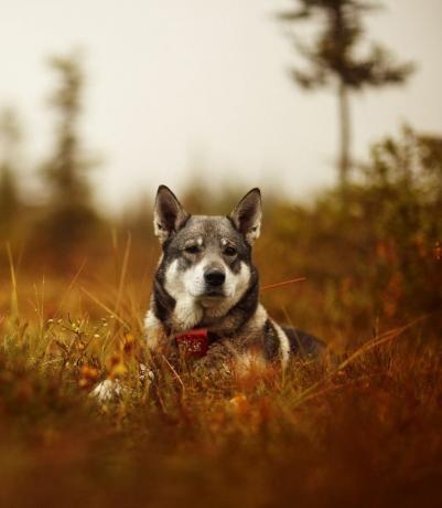 norwegischer Elchhund