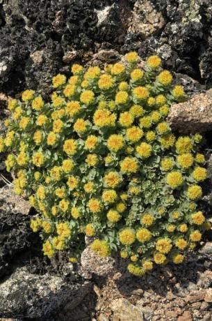 Rhodiola