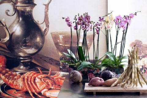 3 Arten von Orchideen, die Ihnen dabei helfen, den Harmonize-Trend von 2017 zu akzeptieren