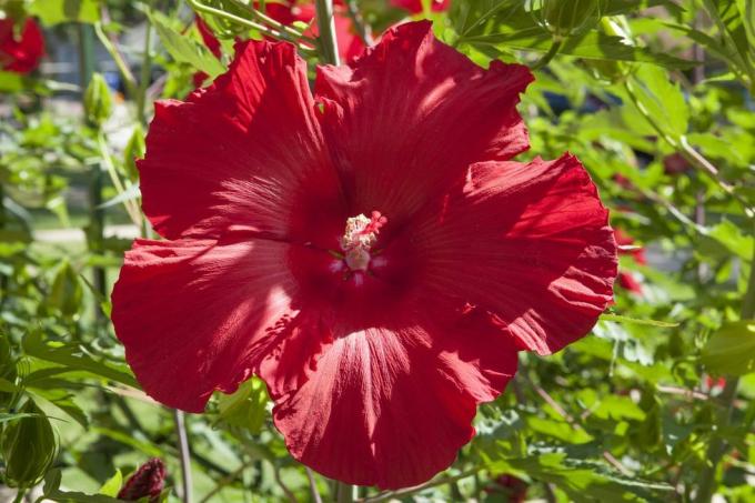 Wie man winterharten Hibiskus anbaut