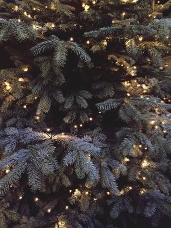 Full-Frame-Schuss von beleuchteten Weihnachtsbaum