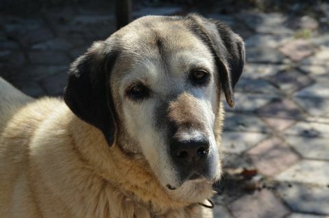 Kangal-Hund