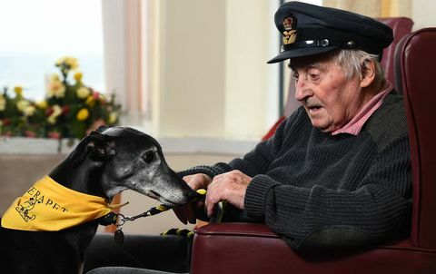 Assistenzhunde Gewinner der Auszeichnung "Hundefotograf des Jahres"