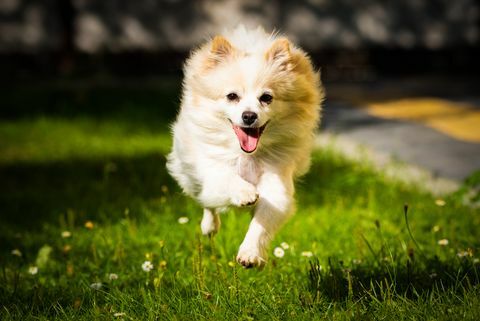 weißer pommerscher hund, der auf feld läuft