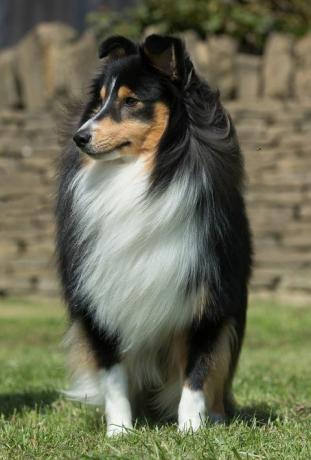 Shetland Schäferhund