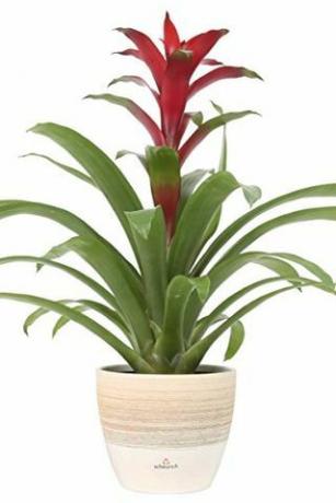 Bromelie Guzmania