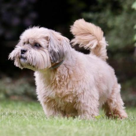 Lhasa Apso