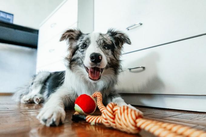 Niedlicher Border-Collie-Hund, der mit Haustierspielzeug liegt und zu Hause in die Kamera schaut