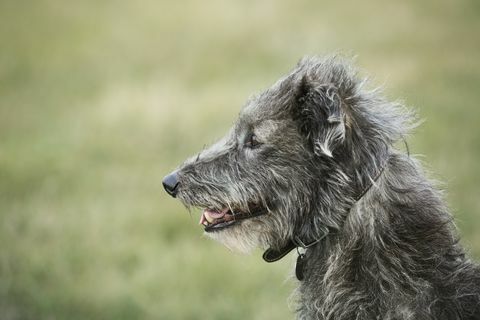 Nahaufnahme eines schottischen Deerhounds, der auf einem Feld sitzt