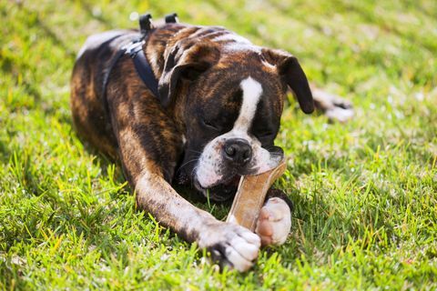 Boxerhund, der im Gras liegt und seinen Knochen kaut