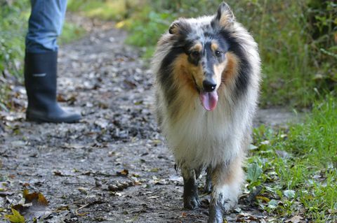 Rauer Collie mit den schlammigen Tatzen auf Weg