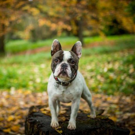 eine französische Bulldogge, die in einer Waldlandschaft mit Blättern auf dem Boden steht