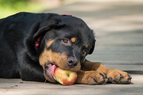 können Hunde Obstgemüse essen