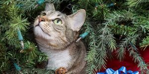 Wie man Katzen vom Weihnachtsbaum fernhält