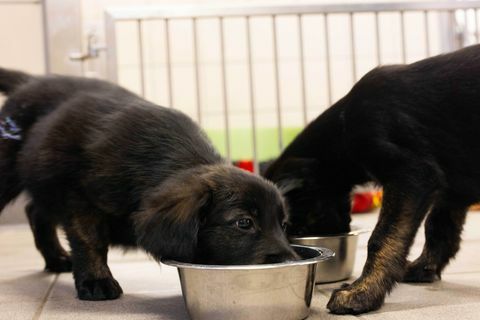 Blindenhunde Rekordwurf von 16 Welpen