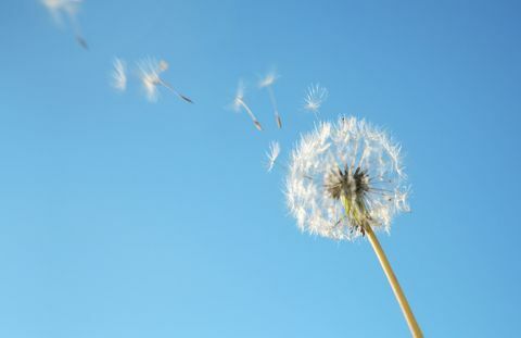 Pollen des Löwenzahns in der Brise gegen blauen Himmel