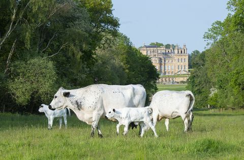 Blenheim Estate sucht einen Hirten