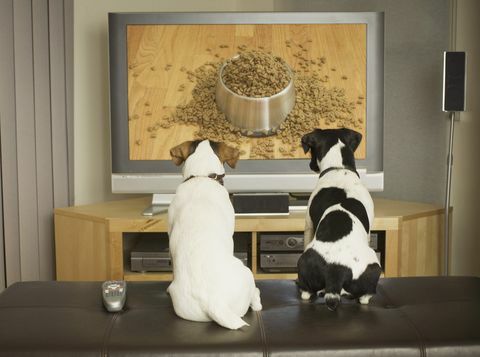 hunde beobachten hundegericht mit futter im fernsehen