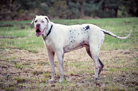 Glücklicher Doggenhund, der im Feld steht