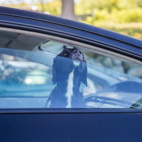 Hund in heißem Auto