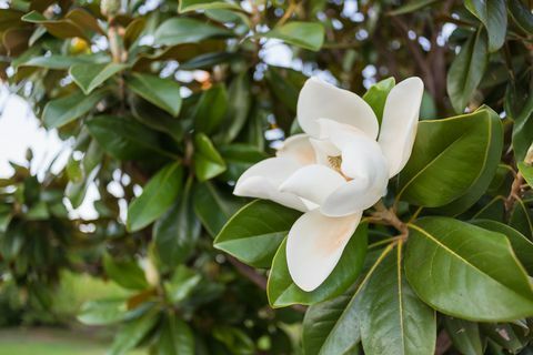 Weiße Magnolienblüte, eingekreist von den grünen Blättern