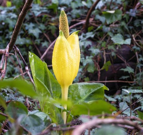 Arumblüten, Sumpfkohl, gelbe Arumblüten