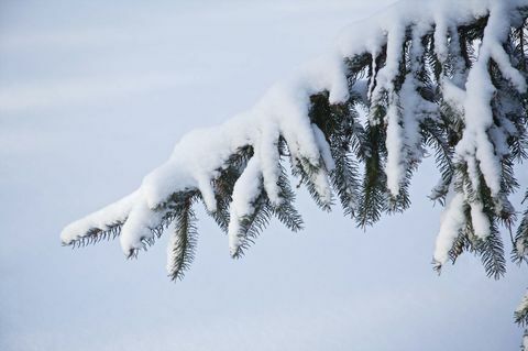 Weihnachtsbaum draußen im Schnee