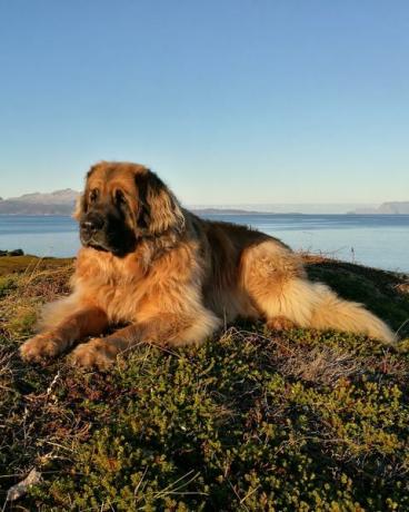 leonberger ruht sich am strand gegen den klaren himmel aus