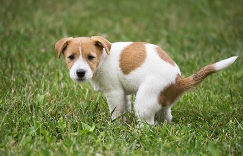 Hundewelpe, der seine Toilette tut