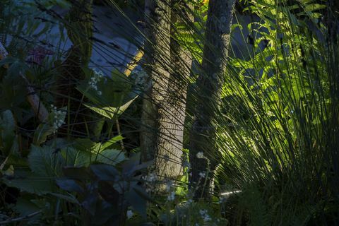 Chelsea Flower Show - Kate Middletons Back to Nature Garden am Abend, Philips Beleuchtung