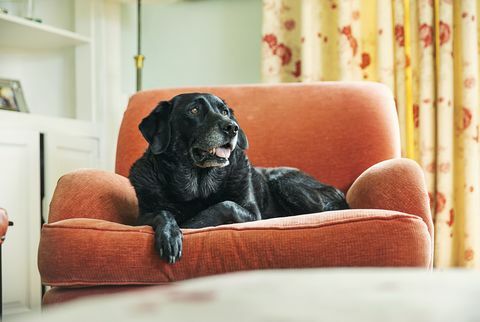 Älterer schwarzer Labrador, der sich auf einem Sessel entspannt