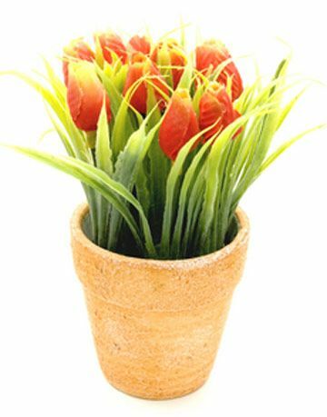 eingetopfte Tulpen