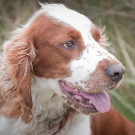 welsh springer spaniel hundeportrait suchen kamera direkt in natürlicher wilder einstellunghorizontal