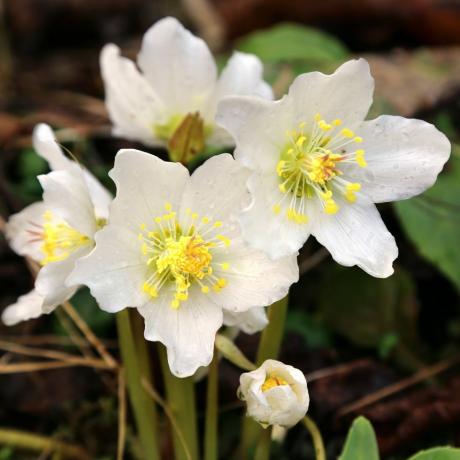 Weihnachten, Rose; Helleborus; Niger