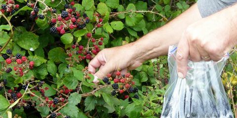 Person, die Brombeeren vom Busch mit klarer Plastiktasche auswählt