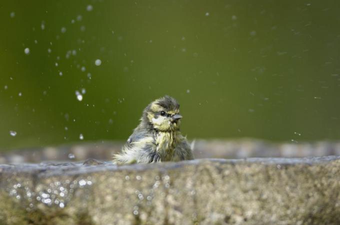 Blaumeise Parus caeruleus, Baden im Gartenvogelbad, Co. Durham, Juli