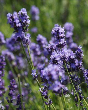 Lila Lavendelblüten vor verschwommenem Wiesenhintergrund