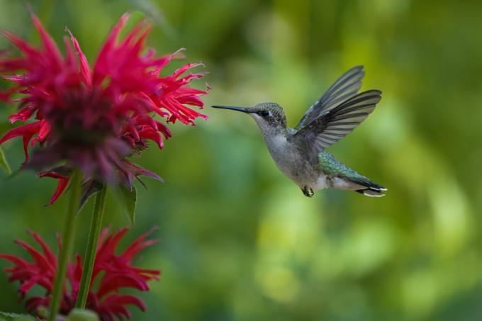 Rezeptanleitung für Kolibri-Futter